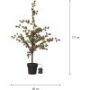 Dekorationsträd Larix STAR TRADING – miniatyr 1