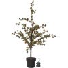 Dekorationsträd Larix STAR TRADING – miniatyr 6