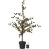 Dekorationsträd Larix STAR TRADING – miniatyr 6