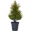 Dekorationsträd Thuja STAR TRADING – miniatyr 15