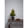 Dekorationsträd Thuja STAR TRADING – miniatyr 7