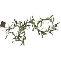 Girland Olivec STAR TRADING