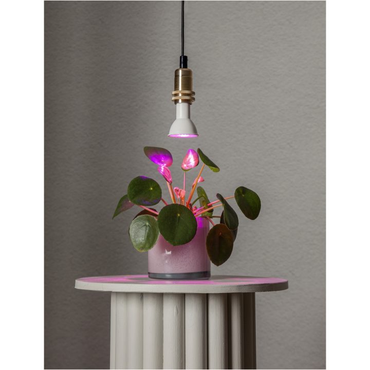 LED-lampa E14 PAR16 Plant Light STAR TRADING – bild 9