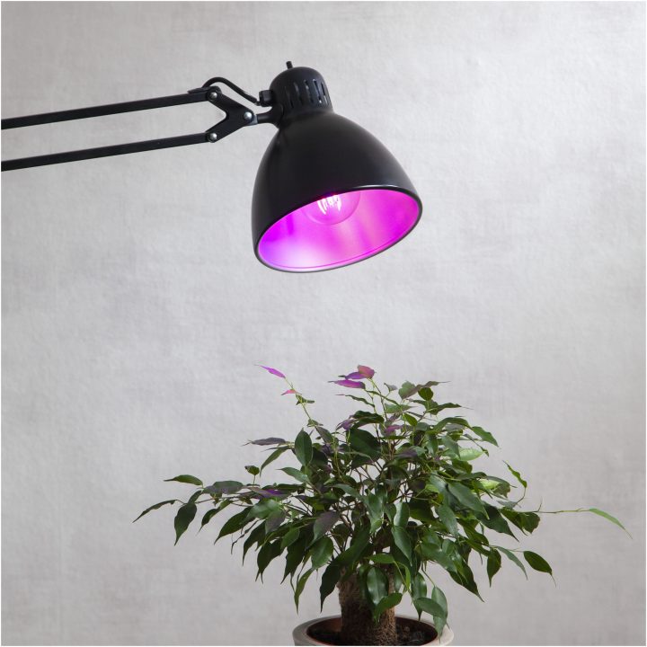 LED-lampa E27 A60 Plant Light STAR TRADING – bild 4