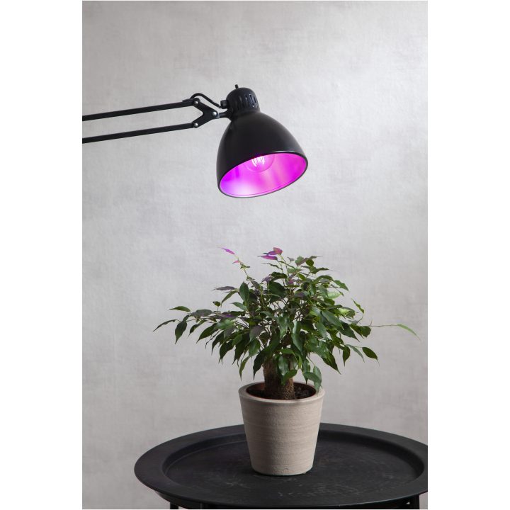 LED-lampa E27 A60 Plant Light STAR TRADING – bild 3