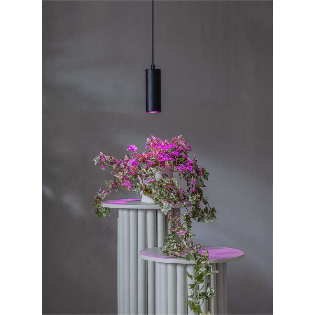 LED-lampa GU10 MR16 Plant Light Star Trading – bild 3
