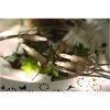 Ljusslinga P-LED Indoor Transparent Star Trading – miniatyr 2