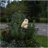 Solcellsdekoration Owl Beige Star Trading – miniatyr 7
