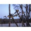 Solcellsslinga Globe Shade STAR TRADING – miniatyr 8