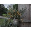 Star Trading Solcells-ljusslinga Firework Solar Svart – miniatyr 4