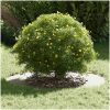 Vit Metallkruka Vit Metall Vit Metallkruka vidaXL 80 cm i diameter – miniatyr 3